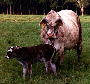 american cow breeds