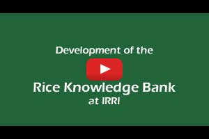 Development of the Rice Knowledge Bank at IRRI
