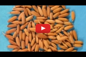 Improving rice quality