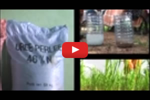 Managing Soil Fertility for Healthy Rice