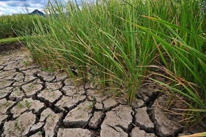climate-change-ready-drought-tolerant