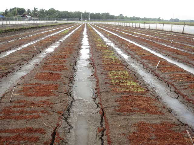 crop-residues-mulches