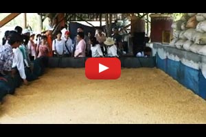Flatbed Dryer: Improving rice quality in Cambodia