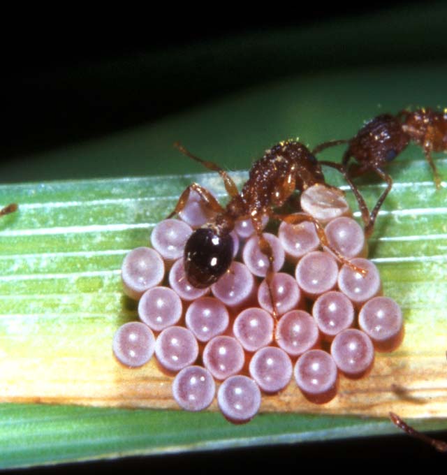 factsheet-ants