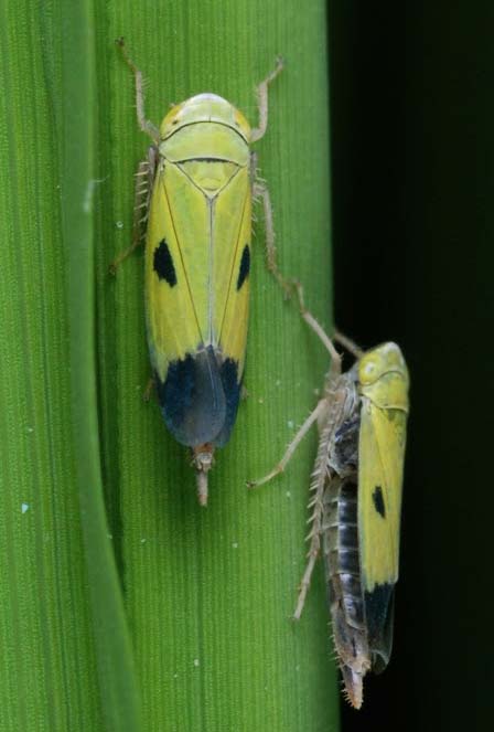 factsheet-green-leafhopper-1