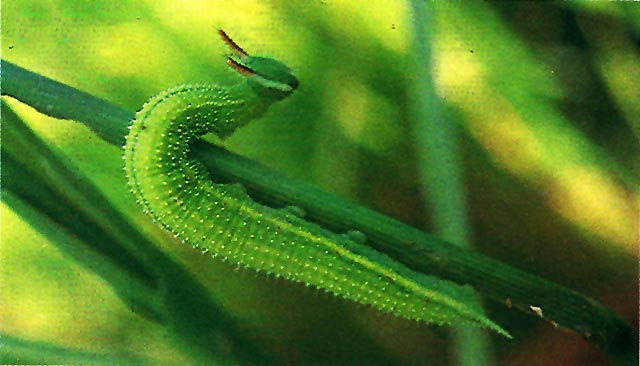 factsheet-greenhorned-caterpillar