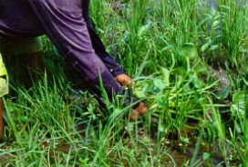 Hand weeding outlet