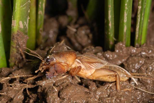 Mole Cricket Irri Rice Knowledge Bank