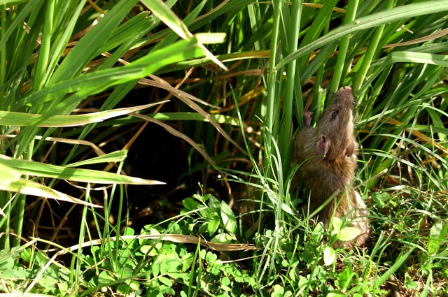 Rat Fact Sheet, Blog, Nature