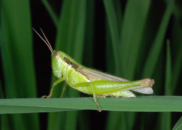 factsheet-shorthorned-grasshopper