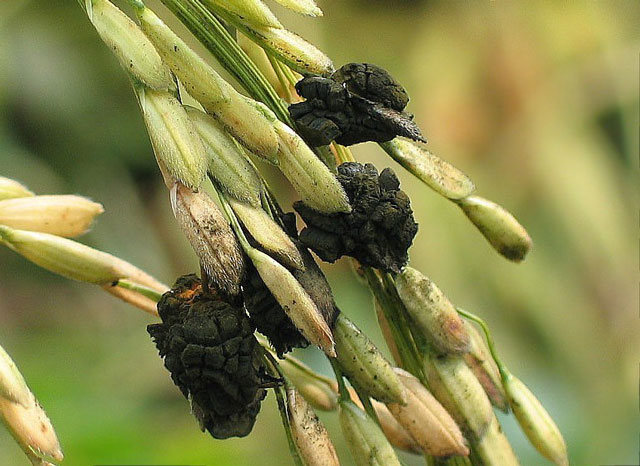 false-smut-black-spores