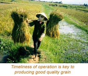 Grain storage - IRRI Rice Knowledge Bank