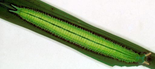 green-horned-caterpillar-2