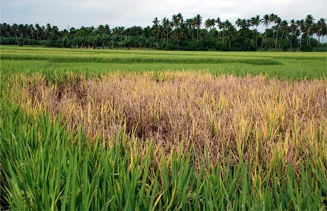 Storage - IRRI Rice Knowledge Bank