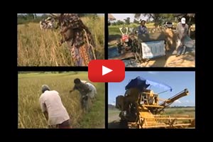 Rice harvesting systems