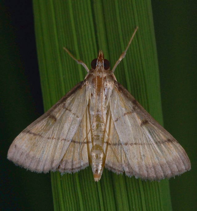 leaf-folder-moth