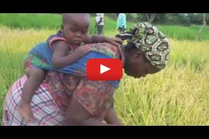 Makassane - a new designer rice for Mozambique