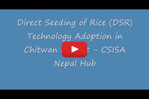 Direct Seeding of Rice - Nepal