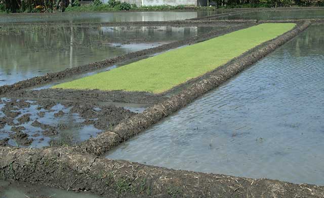 nursery beds