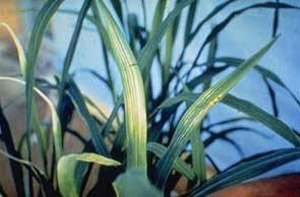 manganese deficiency in plants