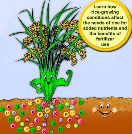 nutrients-nteacher-rice