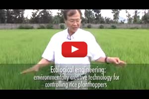 Controlling rice planthoppers without insecticides