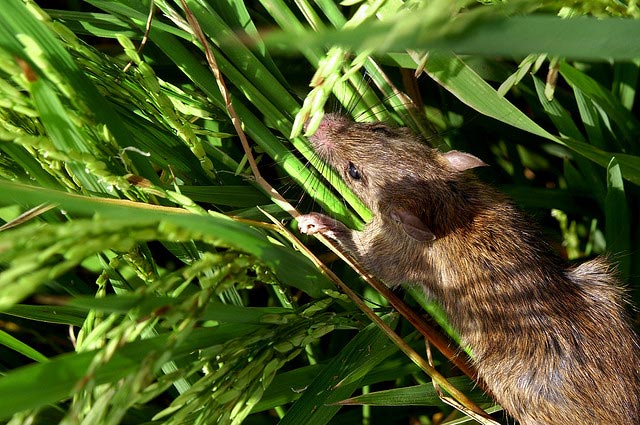 The Life Cycle of Rodents - All Natural Pest Elimination