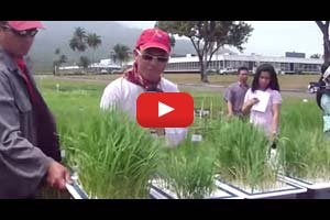 Araw ng magsasaka sa IRRI: Mga iba't ibang problema ng lupa (zinc deficiency & salinity in rice)