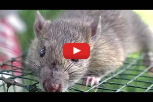 Tungkol sa Palay at Daga