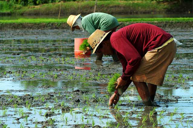 planting transplants