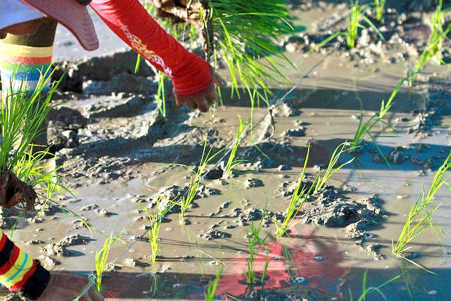 Planting - IRRI Rice Knowledge Bank