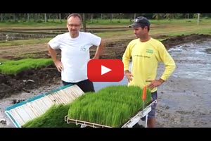 IRRI Agronomy Challenge 2: Transplanting Day