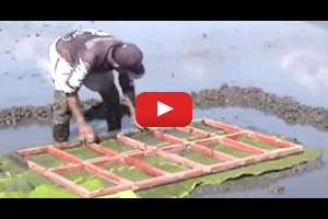 Establishing a modified mat nursery for rice