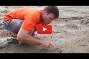 IRRI Agronomy Challenge: Seedling Establishment