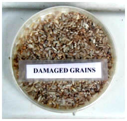 postharvest-damaged-grain