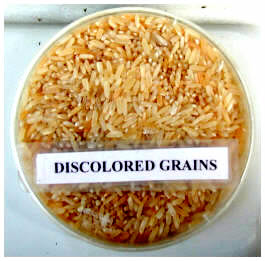 postharvest-discolored-grain