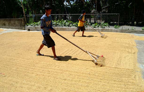 http://www.knowledgebank.irri.org/images/stories/postharvest-drying-manual-2.jpg