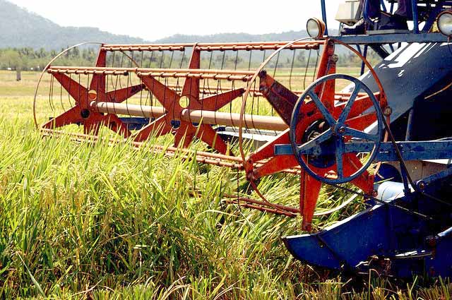 rice plant harvest