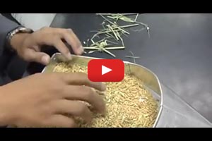 Measuring Paddy (Unhusked Rice) Quality