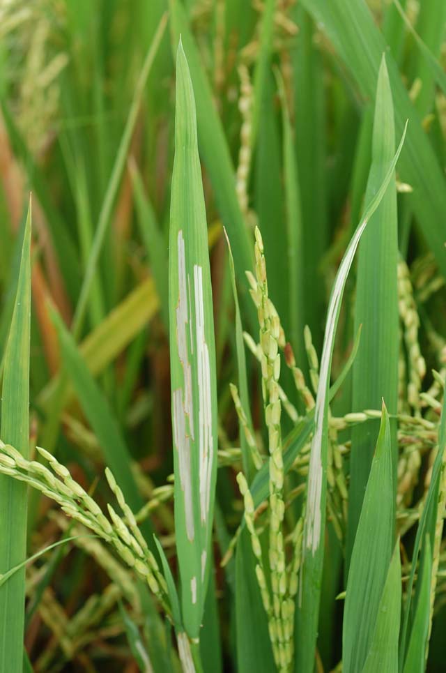 rice-hispa-elongated-feeding