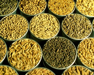 rice-varieties