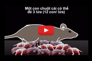 How to control rice-field rats (Vietnamese)