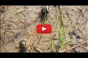 snail video