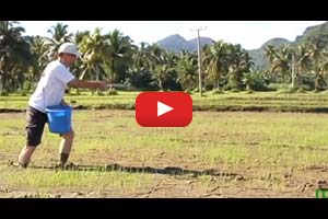 IRRI Agronomy Challenge: Fertilizer Recommendation and Application