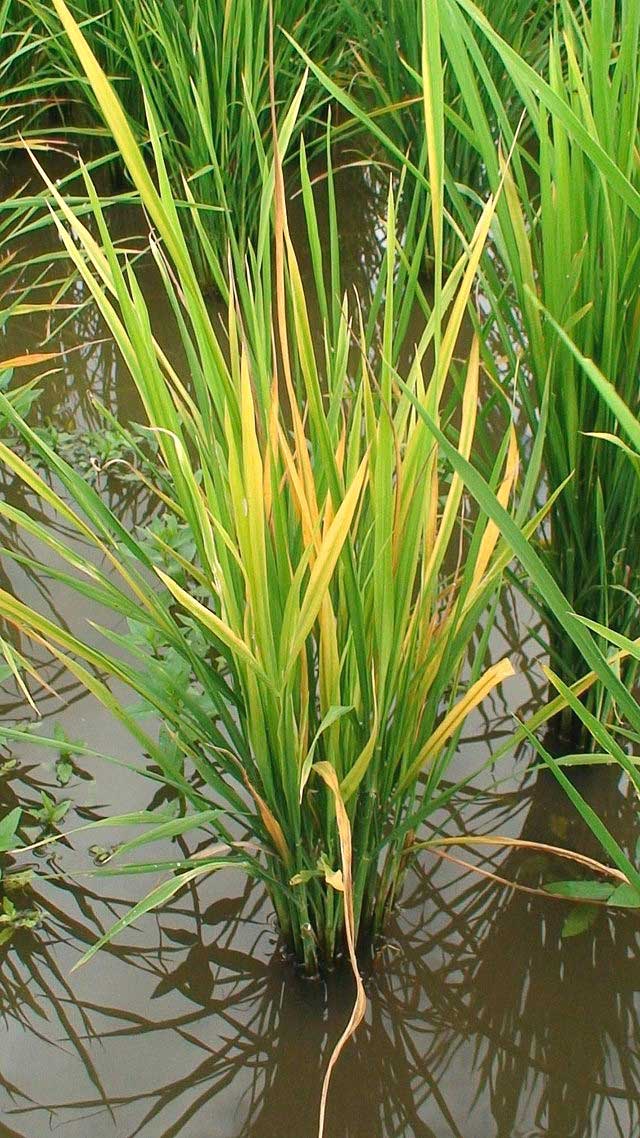 tungro-plant