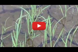 IRRI Agronomy Challenge: Water Management