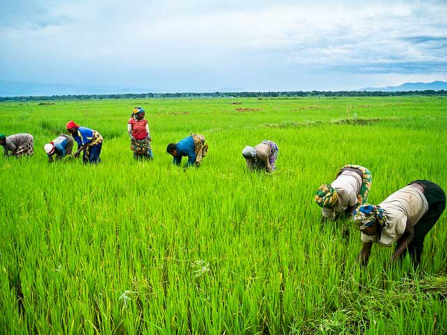 Direct seeding - IRRI Rice Knowledge Bank